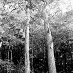 Rollei-Superpan-200-in SPUR-UFP-2